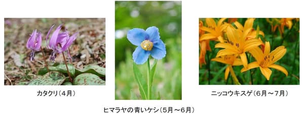 Seasonal Flowers in the Garden