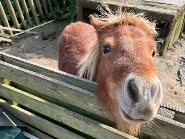 Roy, kuda poni di Desa KURAGARI