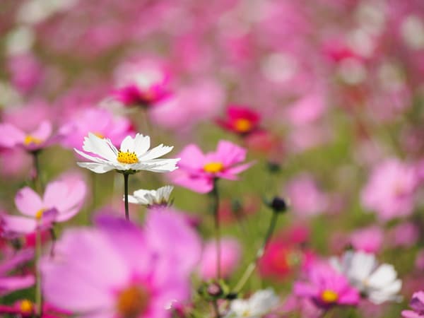 Cosmos field in a previous year