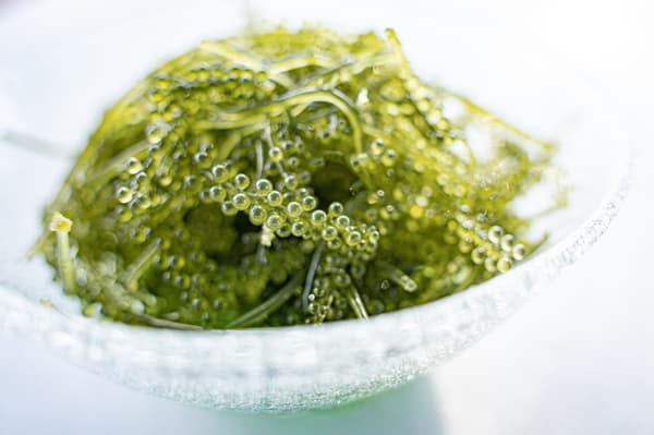 晨間採收新鮮海葡萄