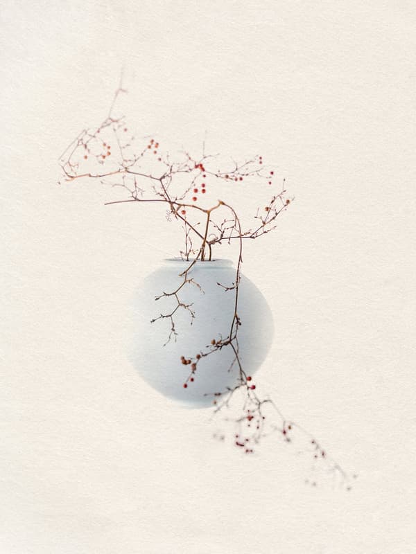 The Moon, the Wild Rose