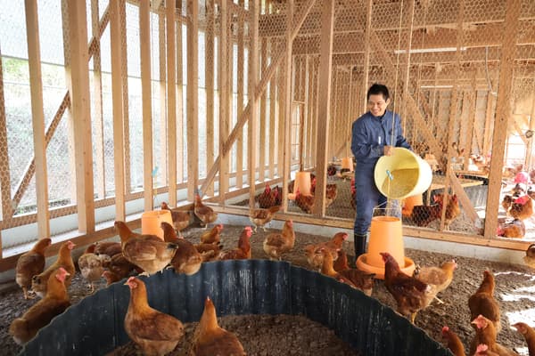 东广岛鲤鱼鸡养殖