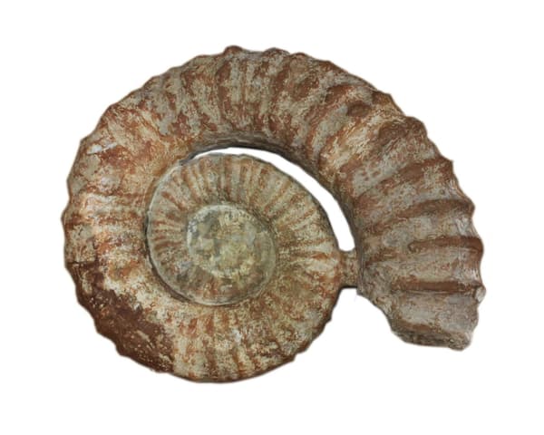 A giant ammonite fossil on display