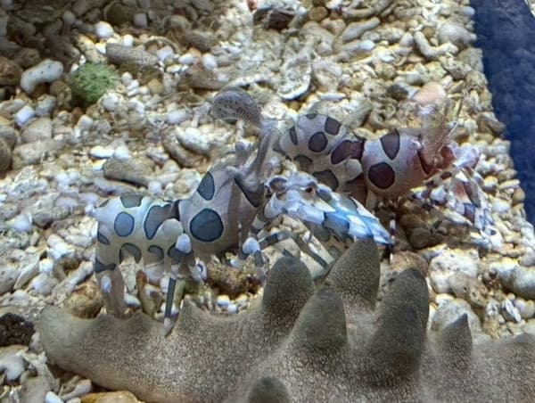 Furisode Shrimp