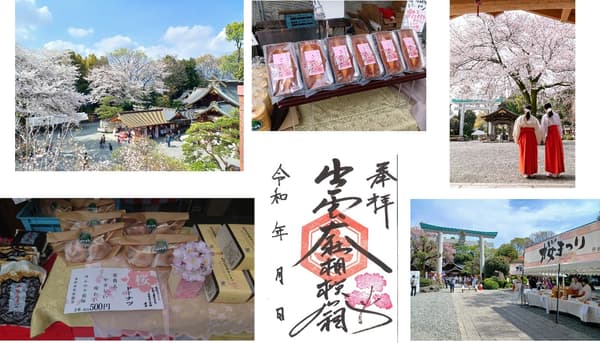 Hadano Sakuramichi cherry blossom avenue