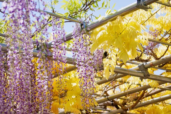 罕见的金叶长穗紫藤