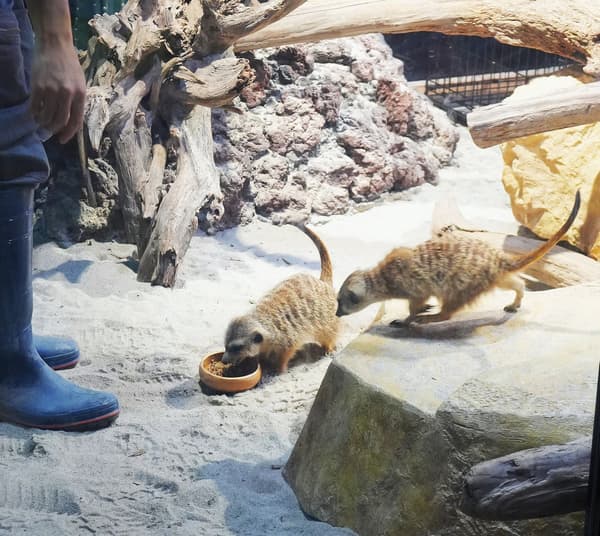 Meerkats at feeding time