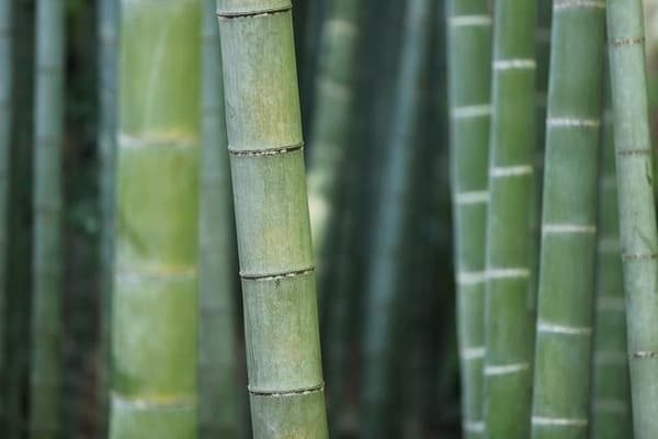 BAMBOO BASE KATSUURA의 대나무 숲
