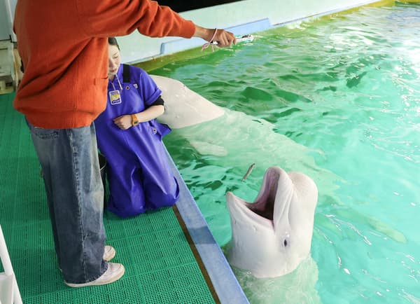 Beluga feeding experience at Kamogawa Sea World