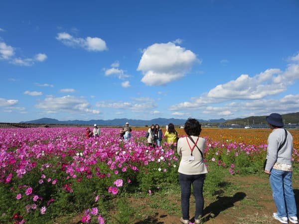 Cosmos en el centro agro-turístico basado en experiencias Hana no Umi (imagen)