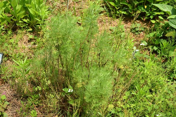 國營常陸海濱公園香氛花園內的多樣香草