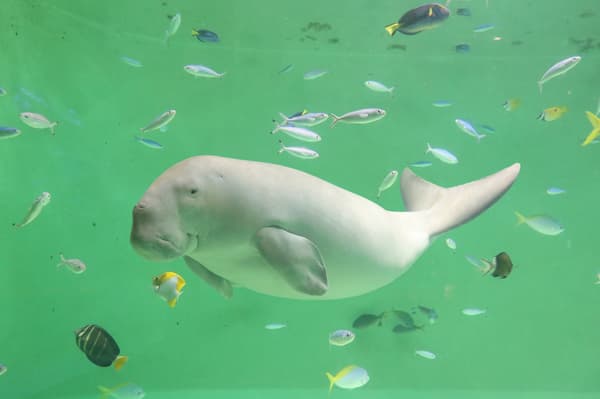 Dugong at Toba Aquarium