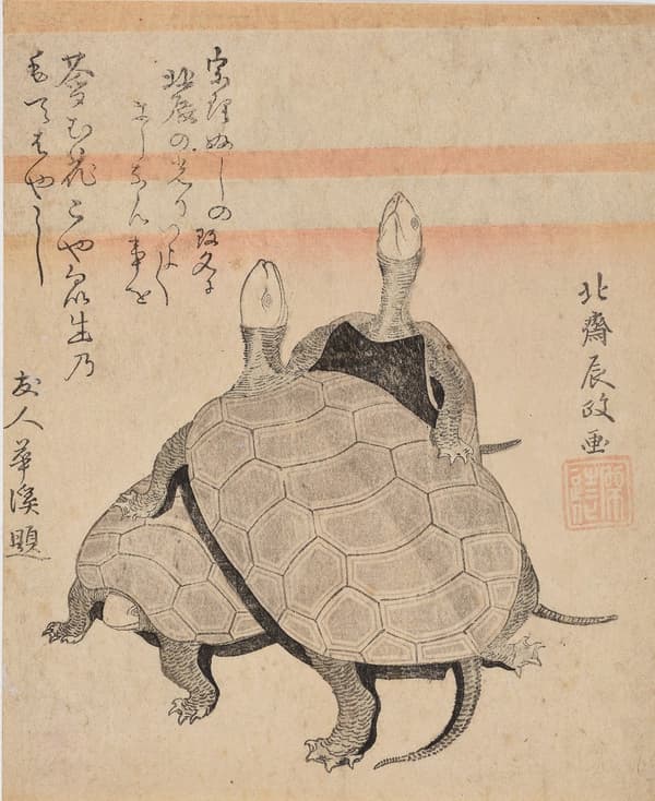 Kame (Tortuga) de Katsushika Hokusai, 1798 (Kansei 10), colección del Museo de Arte de la Prefectura de Shimane (Colección Nagata)