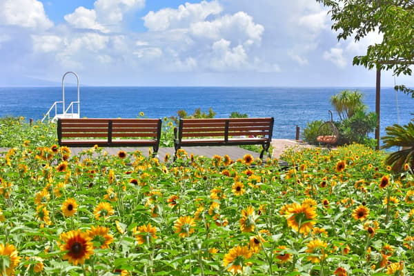 Sunflowers standing out against the blue sky and sea