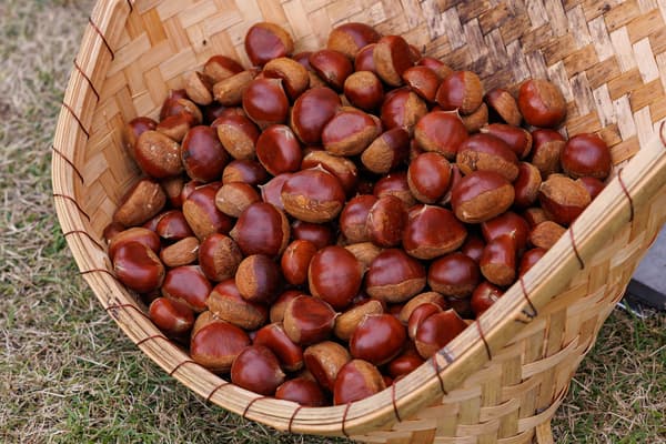 Kacang chestnut panggang Kasama no Kuri