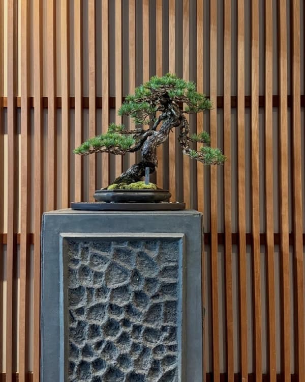 THE ETORA BONSAI 오엽송 분재