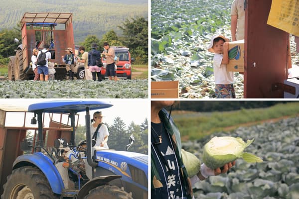Guests harvesting cabbage in the field