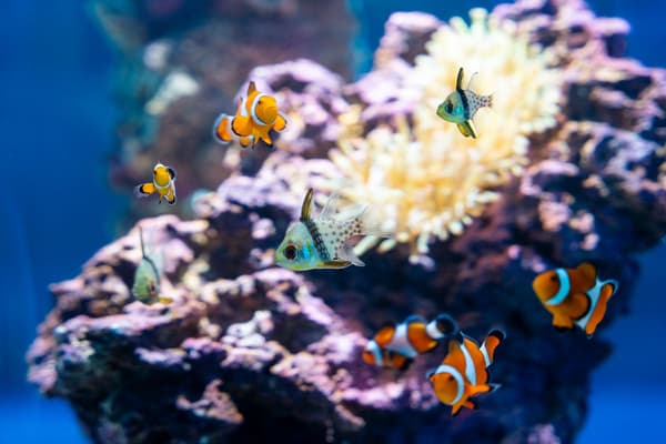 广岛基町水族馆