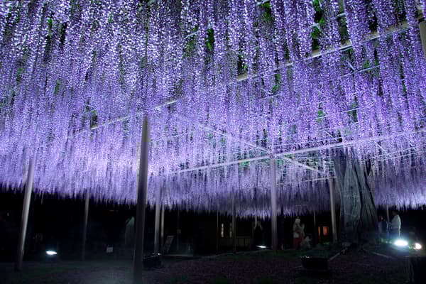 Illuminated wisteria at night