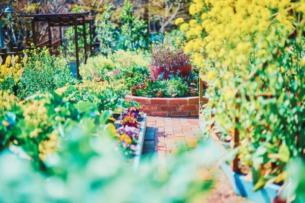 色彩缤纷的菜园——potager