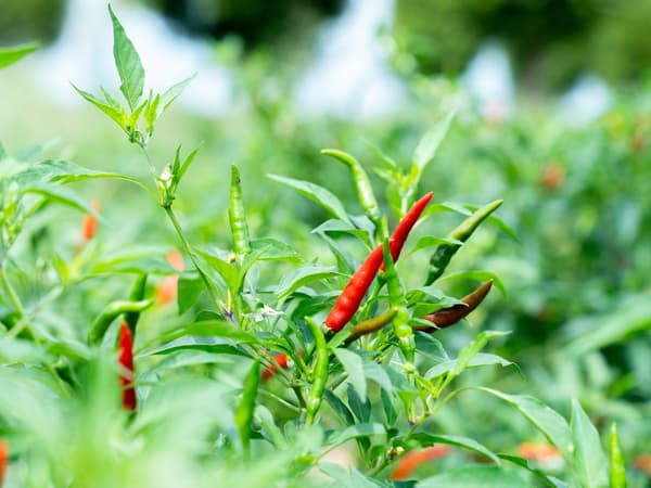 Chili pepper farming at 十色とうがらしファーム