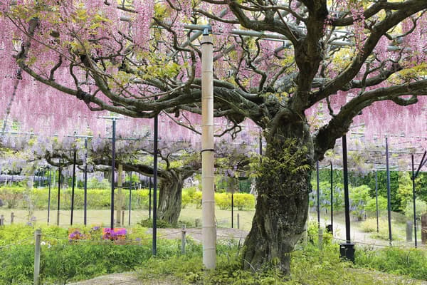 60至70年树龄的古树树干苍劲有力，尽显岁月生命力。