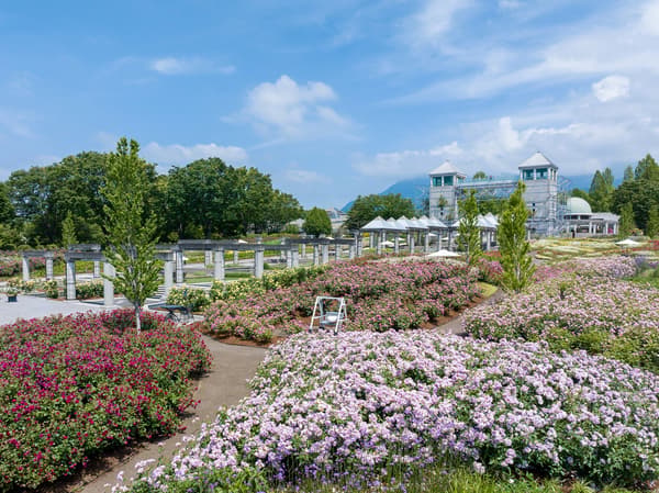 The rose garden in full autumn bloom during the day at Gunma Flower Park+