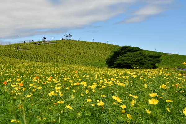 Yellow cosmos in bloom at Hitachi Seaside Park