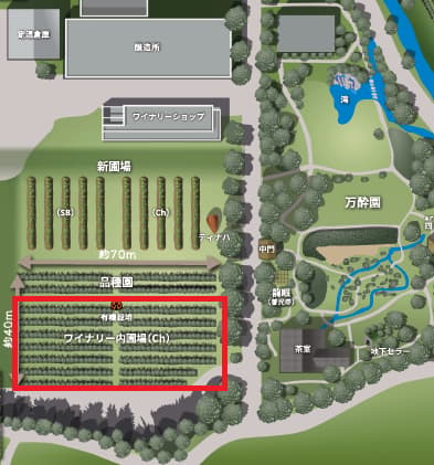 Map of Komoro Winery, with the Chardonnay Vieilles Vignes vineyard marked in red