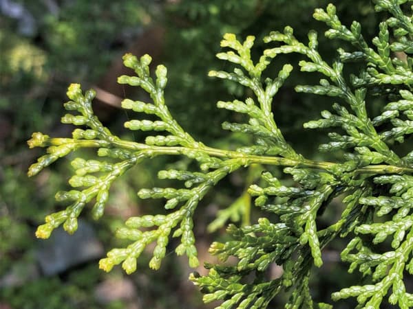 Deep Forest