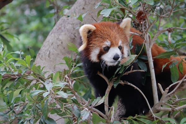 논호이 파크의 레서판다 아코