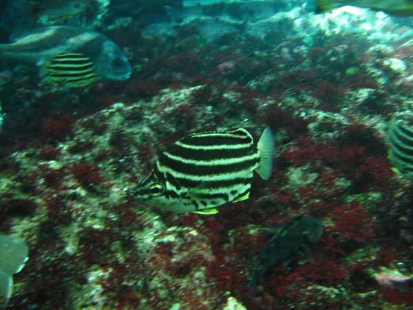 带有樱花花瓣状图案的樱花鲷