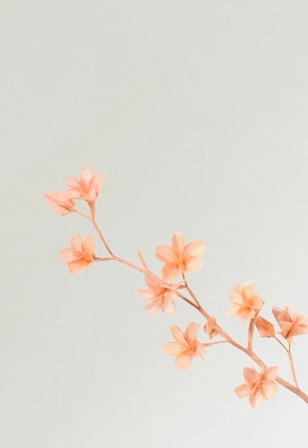Hananowa (Cherry Blossom)
