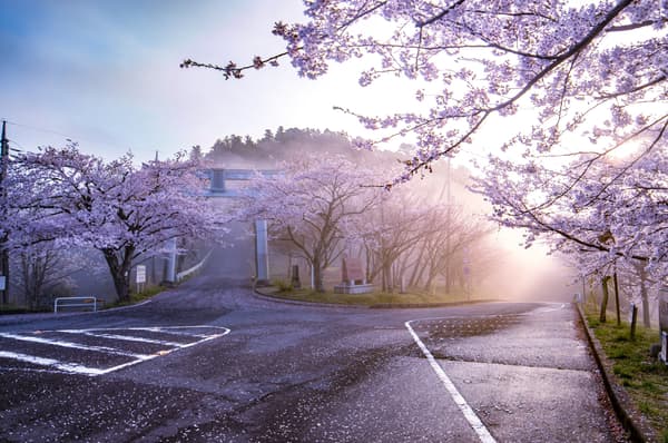 爱宕山顶附近的樱花