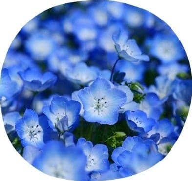 Nemophila Flower