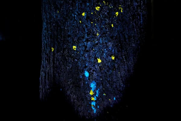 teamLab，积累时光的结晶