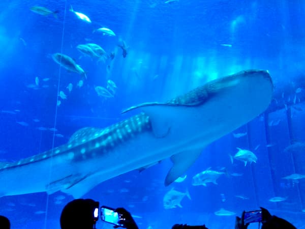 冲绳美丽海水族馆鲸鲨