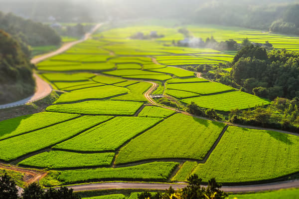 Tashibu-no-sho rice terraces