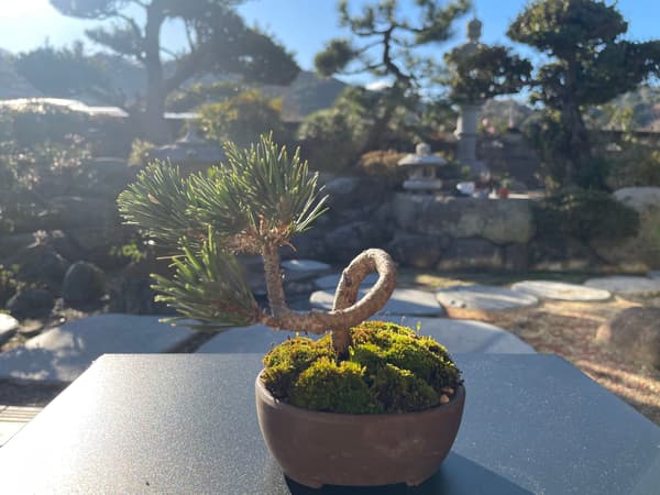 与日式庭园合作的盆景