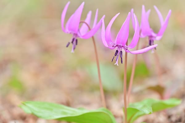 Las flores de katakuri marcan el inicio de la temporada