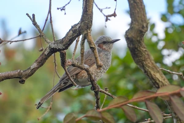 2025年1月7日拍摄的红耳鹎