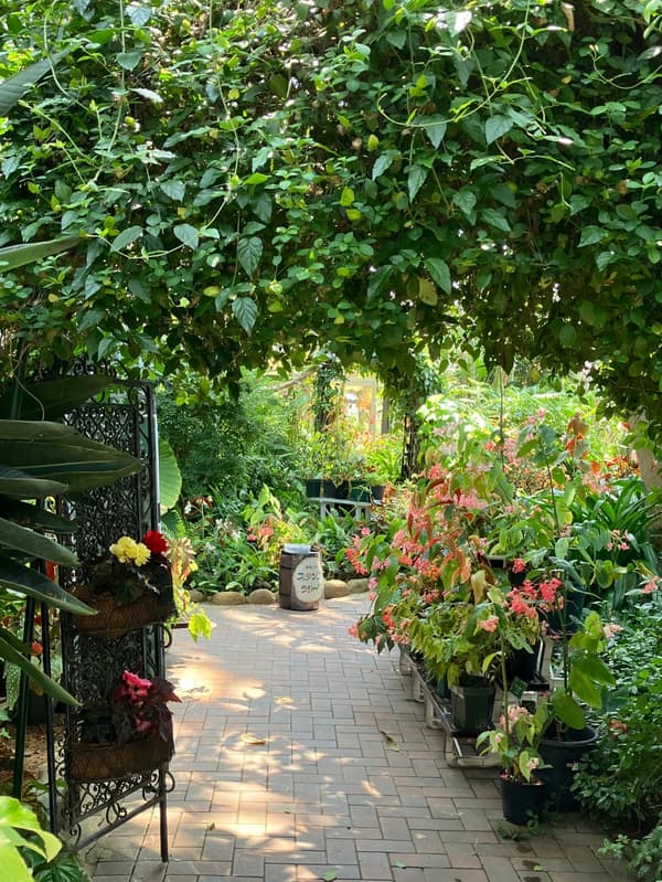 Begonia exhibition on the greenhouse's 2nd floor