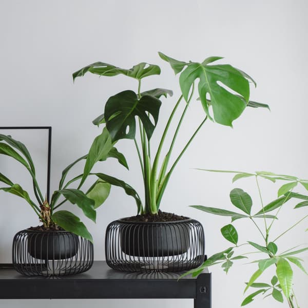 来自爱知县“Minori-en”的Monstera / 20,000日元（不含税）