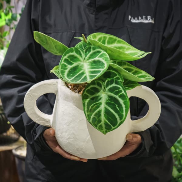 来自爱知县“Kawai-en”的Anthurium 