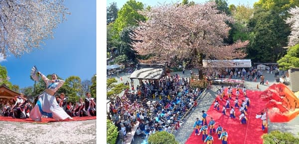 Yosakoi Goen Matsuri