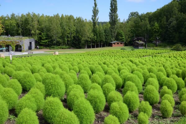 Green kochia shrubs