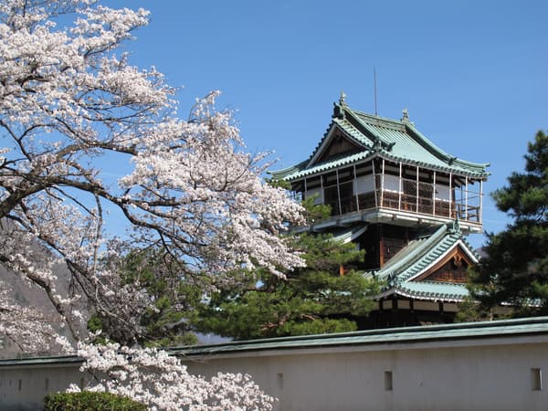 目前仍在盛开的神冈城樱花