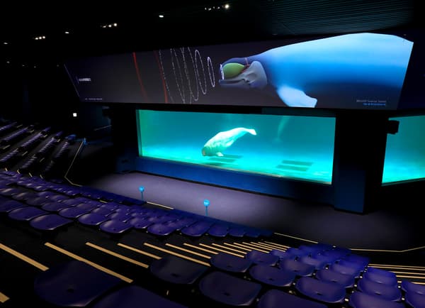 虎鲸讲座期间的特写镜头