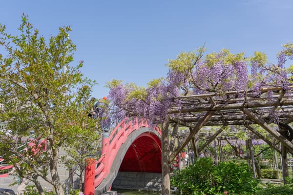 龜戶天神社的紫藤