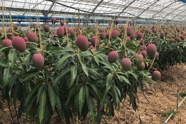 Variedades de mango de Okinawa utilizadas en el plato de postre